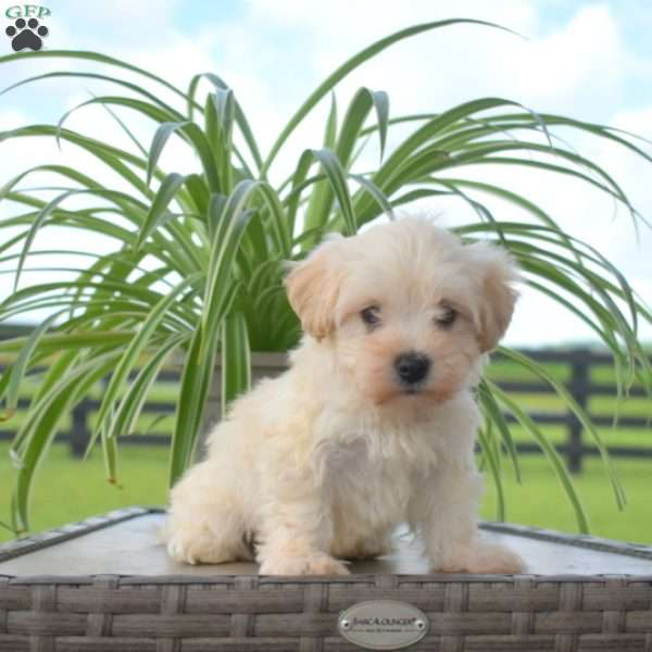 Jax, Maltipoo Puppy
