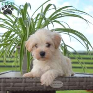 Jax, Maltipoo Puppy
