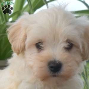 Jax, Maltipoo Puppy