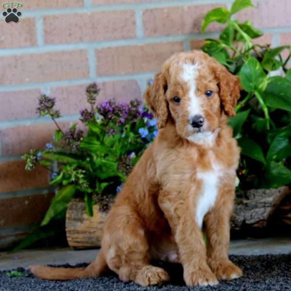 Jax, Goldendoodle Puppy