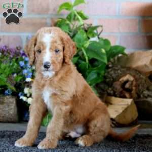 Jax, Goldendoodle Puppy