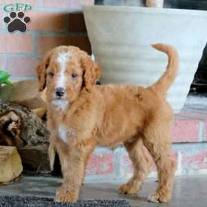 Jax, Goldendoodle Puppy