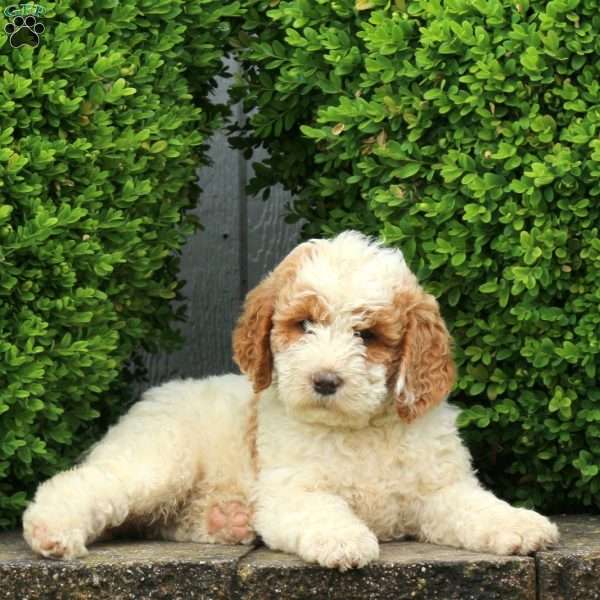 Jaxon, Labradoodle Puppy