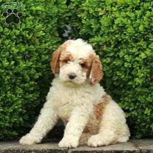 Jaxon, Labradoodle Puppy