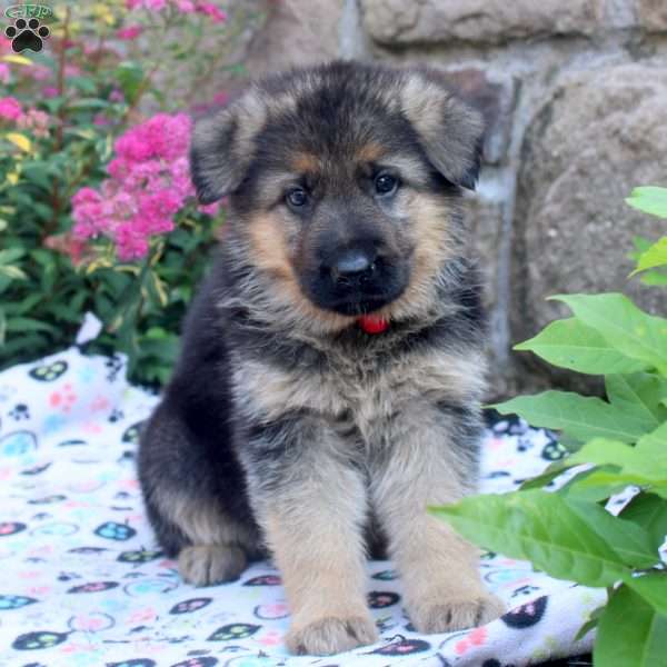 Jay, German Shepherd Puppy