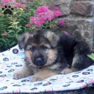 Jay, German Shepherd Puppy