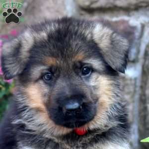 Jay, German Shepherd Puppy