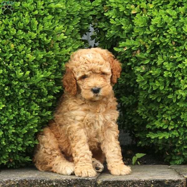Jayce, Labradoodle Puppy