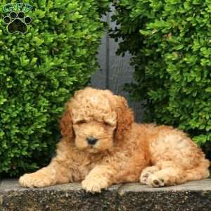 Jayce, Labradoodle Puppy