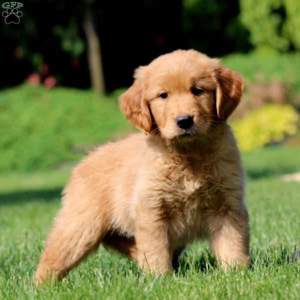 Jayda, Golden Retriever Puppy