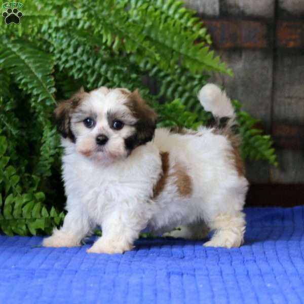 Jayda, Teddy Bear Puppy