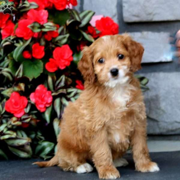 Jayda, Cockapoo Puppy