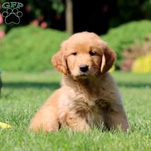 Jayda, Golden Retriever Puppy