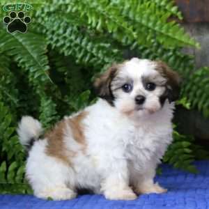Jayda, Teddy Bear Puppy