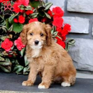 Jayda, Cockapoo Puppy