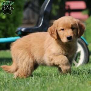 Jayda, Golden Retriever Puppy