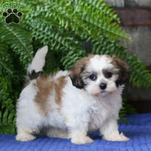 Jayda, Teddy Bear Puppy