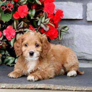 Jayda, Cockapoo Puppy