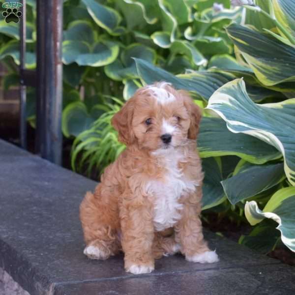Jayla, Cavapoo Puppy