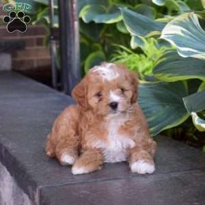 Jayla, Cavapoo Puppy