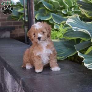 Jayla, Cavapoo Puppy