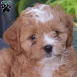 Jayla, Cavapoo Puppy