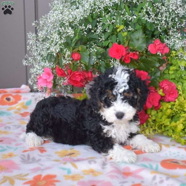 Jazzy, Mini Bernedoodle Puppy