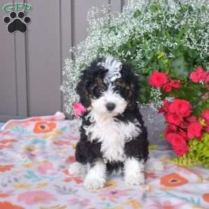 Jazzy, Mini Bernedoodle Puppy