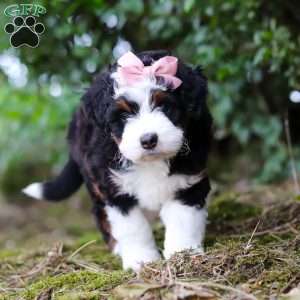 JellyBean, Mini Aussiedoodle Puppy