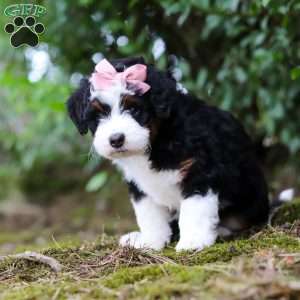 JellyBean, Mini Aussiedoodle Puppy