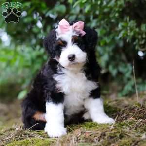 JellyBean, Mini Aussiedoodle Puppy
