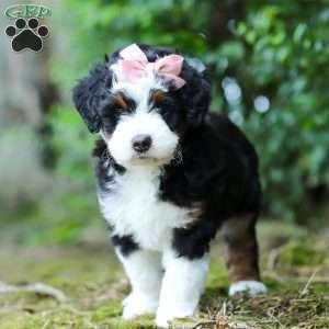 JellyBean, Mini Aussiedoodle Puppy
