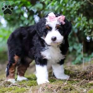 JellyBean, Mini Aussiedoodle Puppy