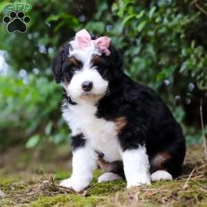 JellyBean, Mini Aussiedoodle Puppy