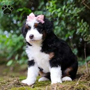 JellyBean, Mini Aussiedoodle Puppy