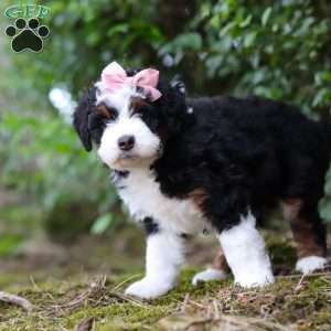 JellyBean, Mini Aussiedoodle Puppy