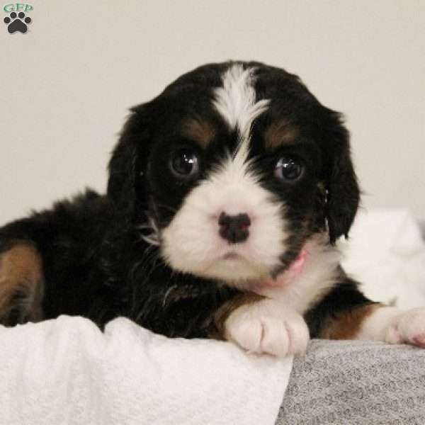 JellyBean, Miniature Bernese Mountain Dog Puppy