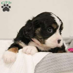 JellyBean, Miniature Bernese Mountain Dog Puppy