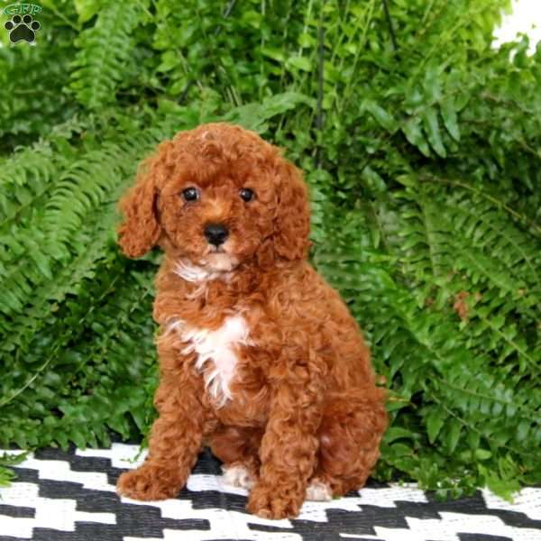 Jenna, Miniature Poodle Puppy