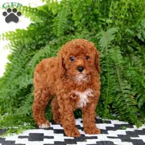 Jenna, Miniature Poodle Puppy