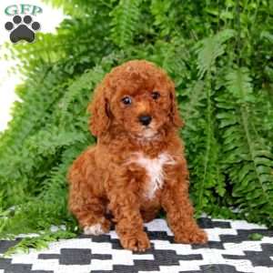 Jenna, Miniature Poodle Puppy