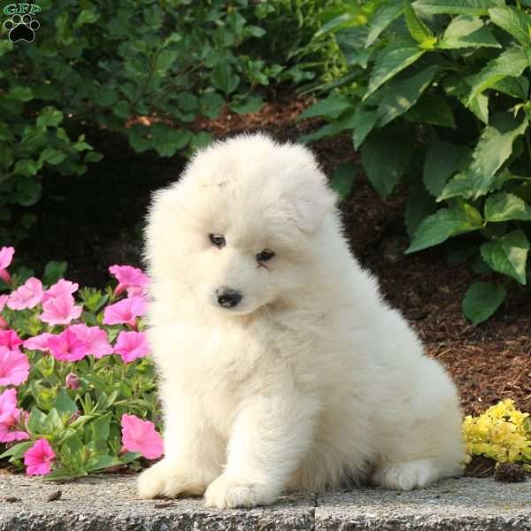 Jenny, Samoyed Puppy