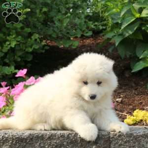 Jenny, Samoyed Puppy