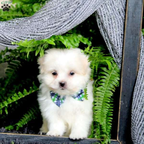 Jeriah, Maltese Puppy