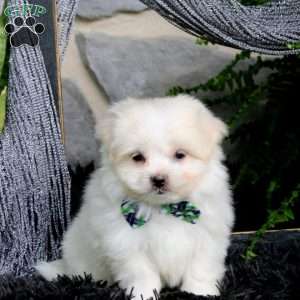 Jeriah, Maltese Puppy
