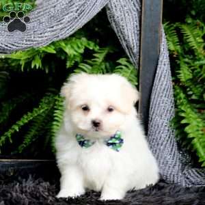 Jeriah, Maltese Puppy
