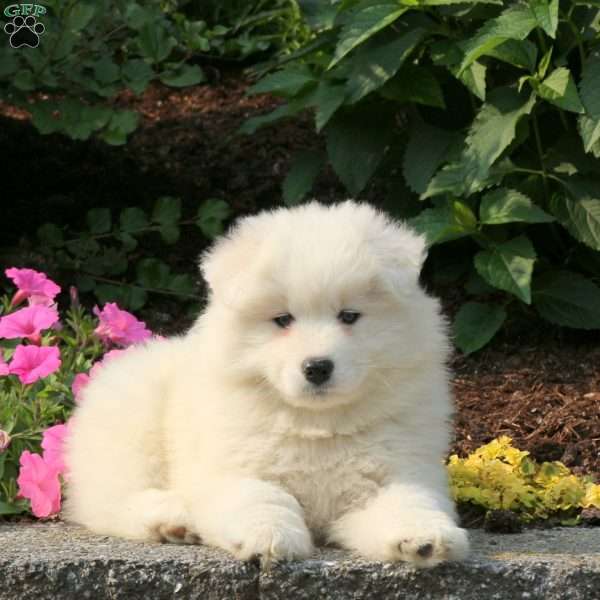 Jerry, Samoyed Puppy