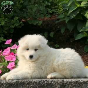 Jerry, Samoyed Puppy