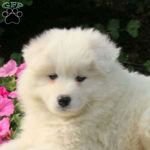 Jerry, Samoyed Puppy