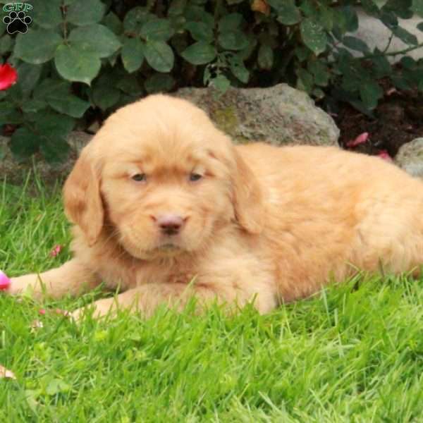 Jett, Golden Retriever Puppy